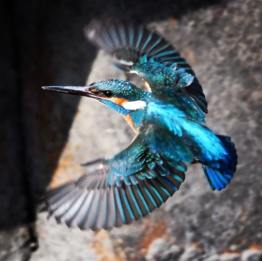 カワセミさん (=^▽^)σ