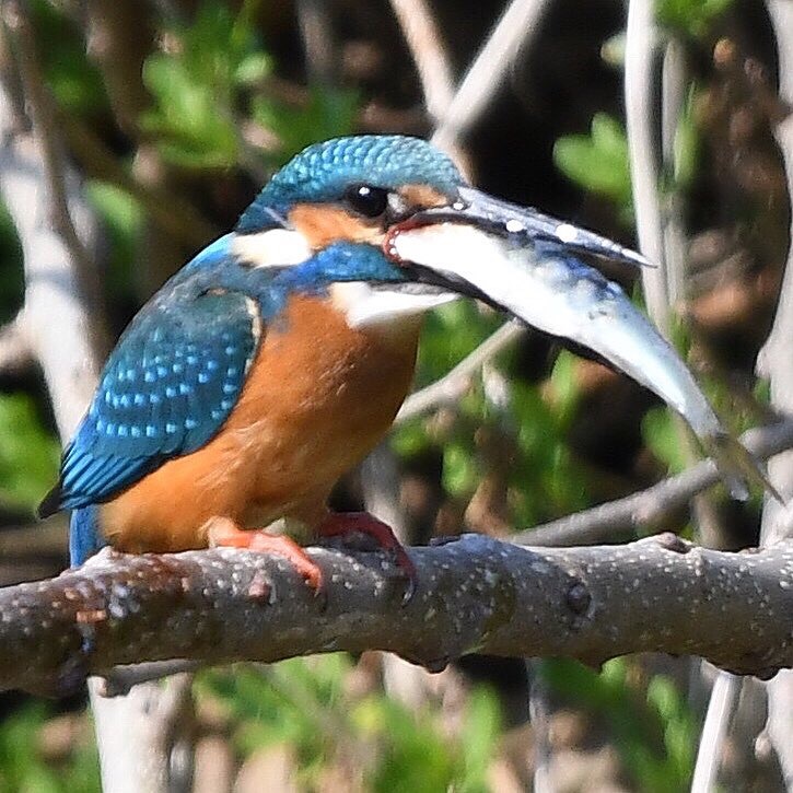 いただきます ～♪。