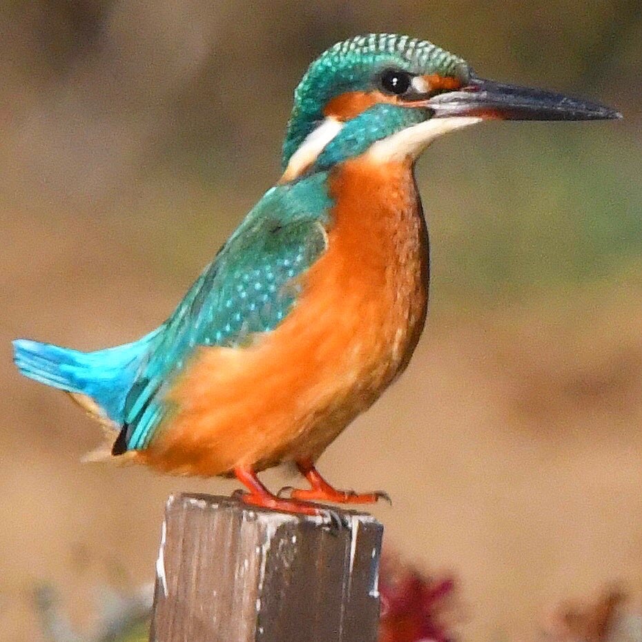 カワセミ (''◇'')ゞ