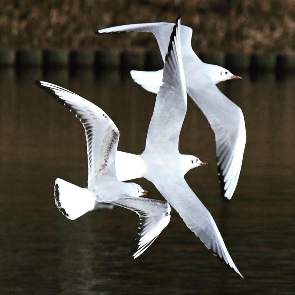 ユリカモメ (*^_^*)