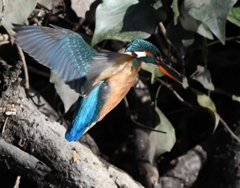 Hovering of the kingfisher ('◇')ゞ。