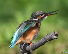 続ブルブル～ッ 編 その③ (''◇'')ゞ。