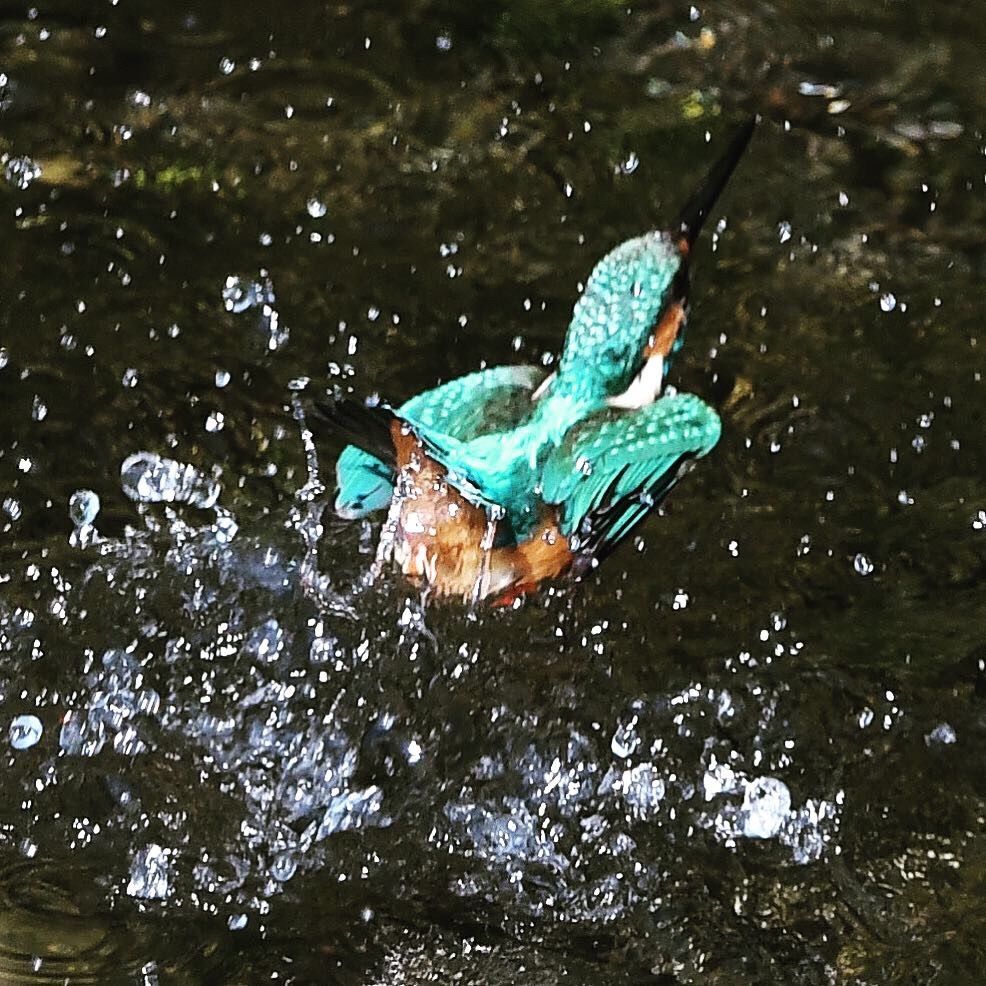 ピンボケですが、ｱｾｱｾｱｾ。