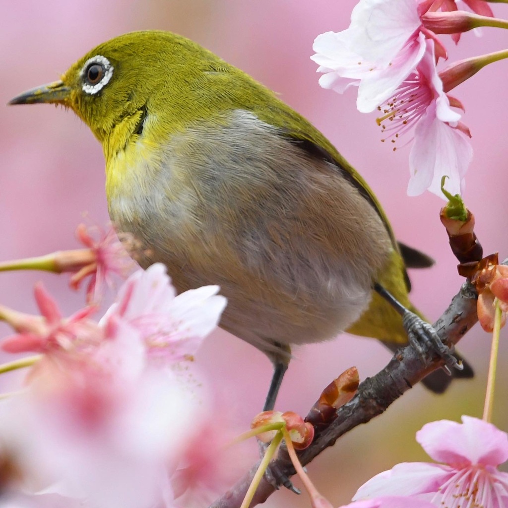 さくジロー (=^・^=)