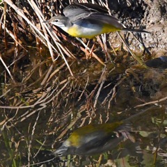 キセキレイ (^○^)