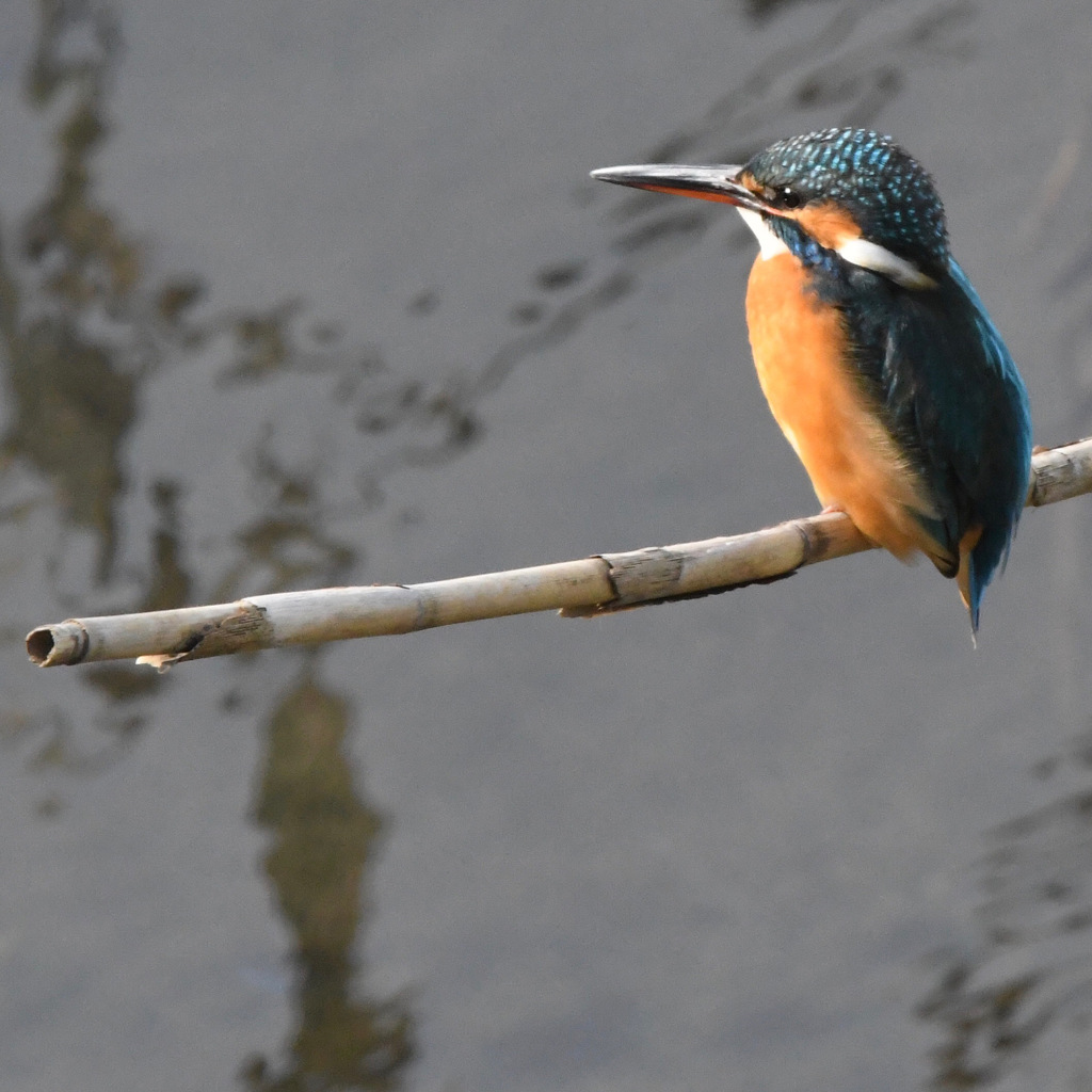 カワセミ (''◇'')ゞ