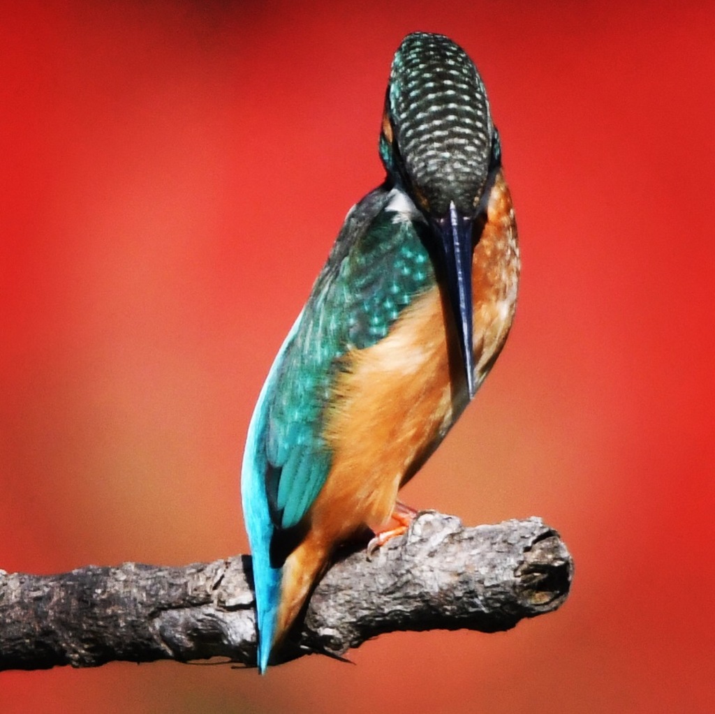 サルビアなカワセミ (*^◯^*)。