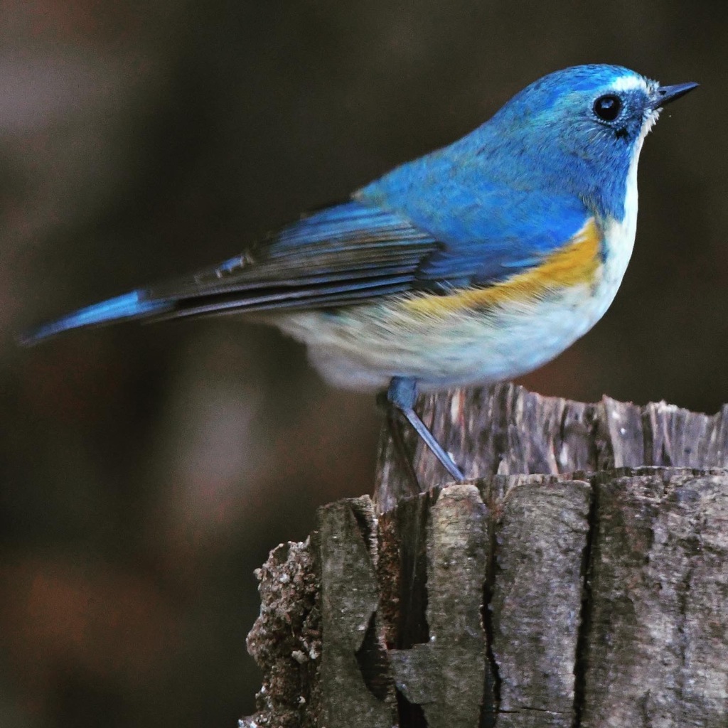 ルリビタキ (=^・^=)