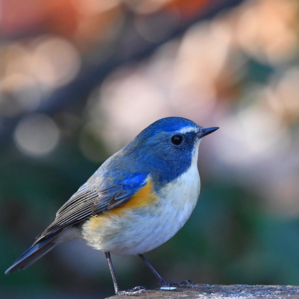 ルリビタキ (=^・^=)