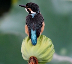 幼鳥 on シャワーヘッド #06