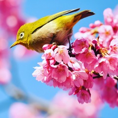 さくジローさん。