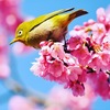 さくジローさん。