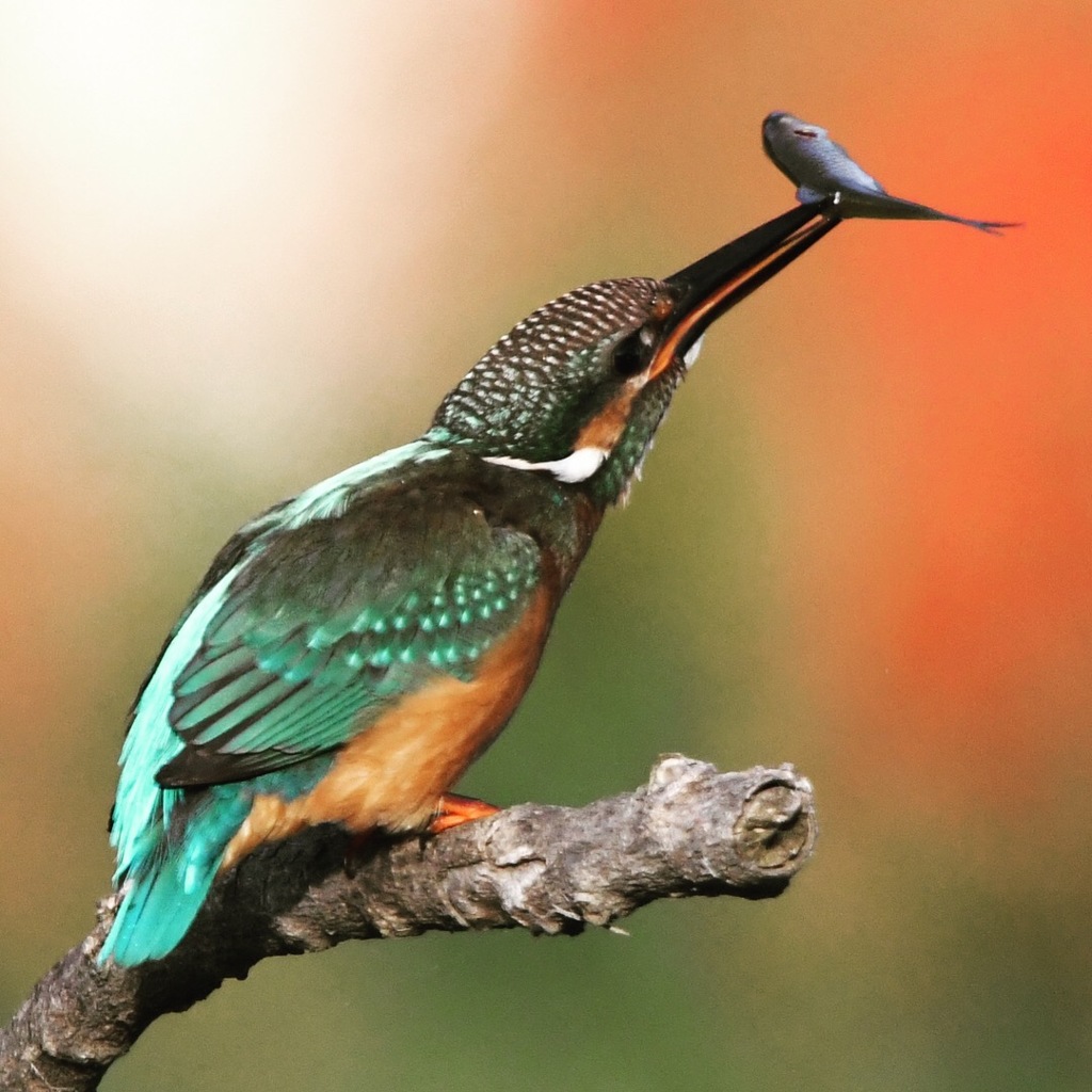 刺さってしまった (°▽°) 、まだまだ苦戦中 (￣▽￣;)  Take 03