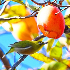 柿ジロー (^^)/~~~