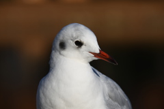 こんにちは (''◇'')ゞ。