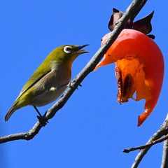 柿食うメジロ(^_-)-☆