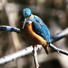 初撮りカワセミさん (^^♩