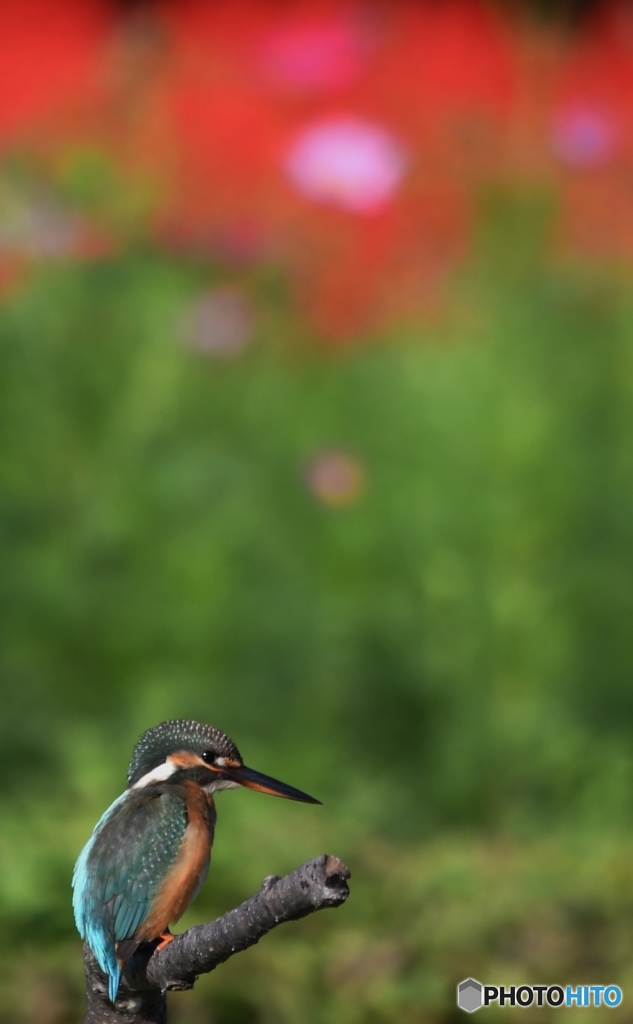 ちよっとだけサルビアをバックに (-"-;A ...アセアセ。
