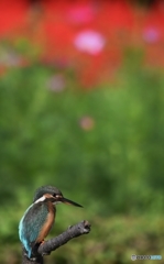 ちよっとだけサルビアをバックに (-"-;A ...アセアセ。