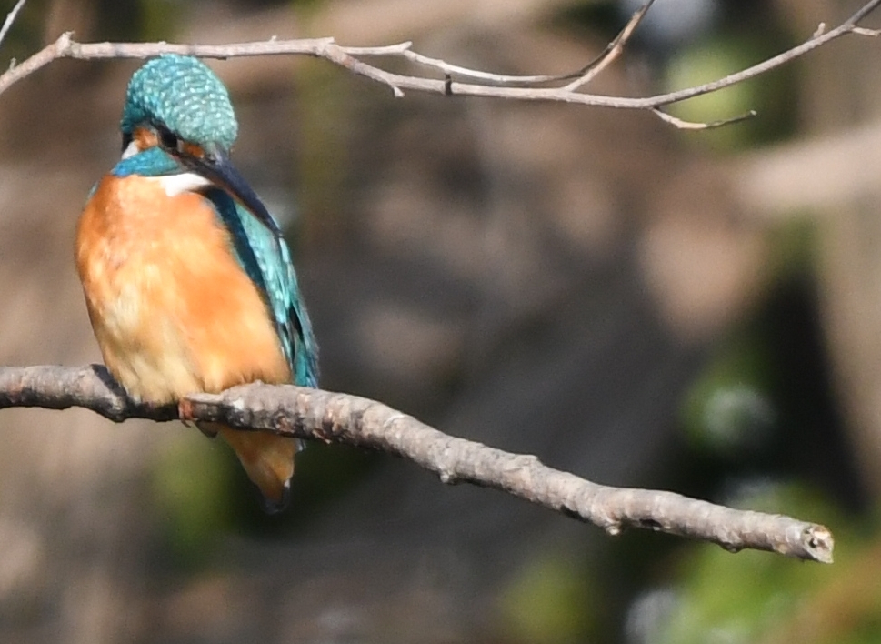 これからは君の池みたいだね (''◇'')ゞ。