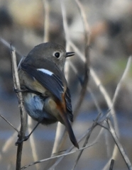 本日の友情出演の方 (''◇'')ゞ。