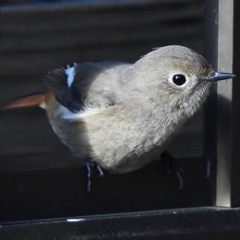 ジョウビタキ ☆(^^)☆