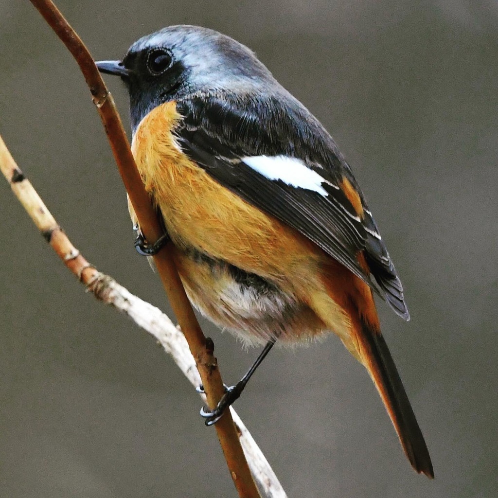 ジョウビタキ (*^^*)