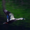 飛びます飛びます (*^▽^*)