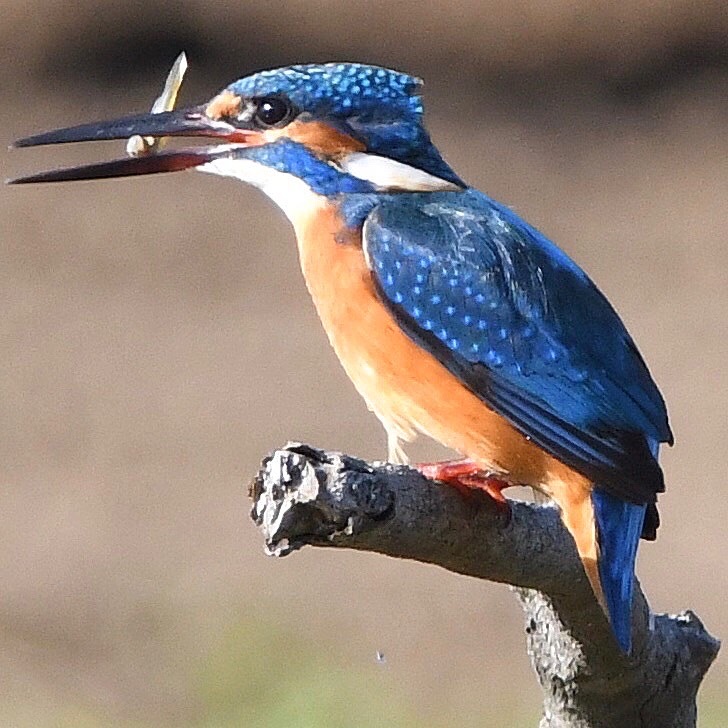 カワセミ (''◇'')ゞ