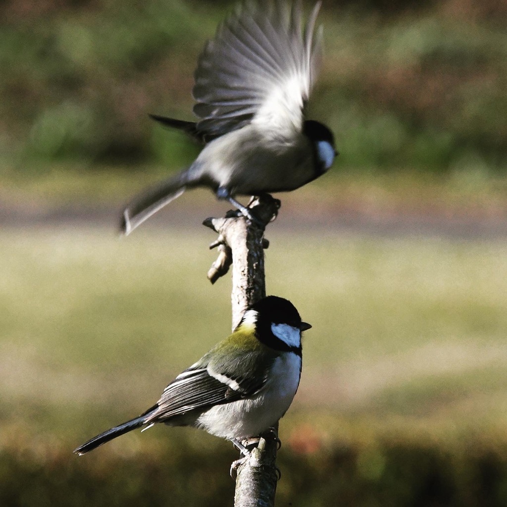 シジュウカラ (^3^)/