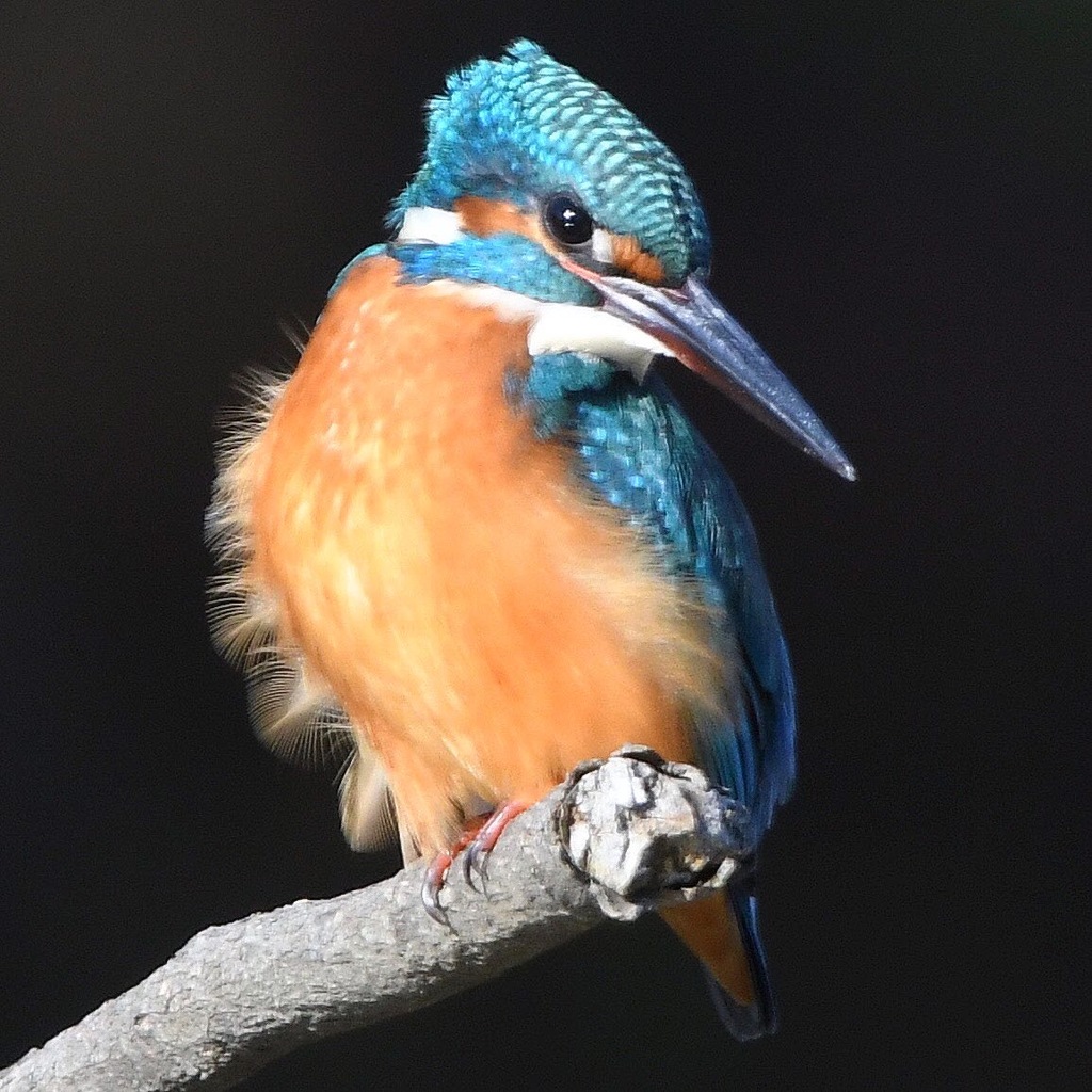 カワセミ　(''◇'')ゞ