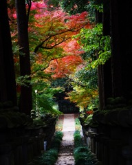 平林寺の紅葉