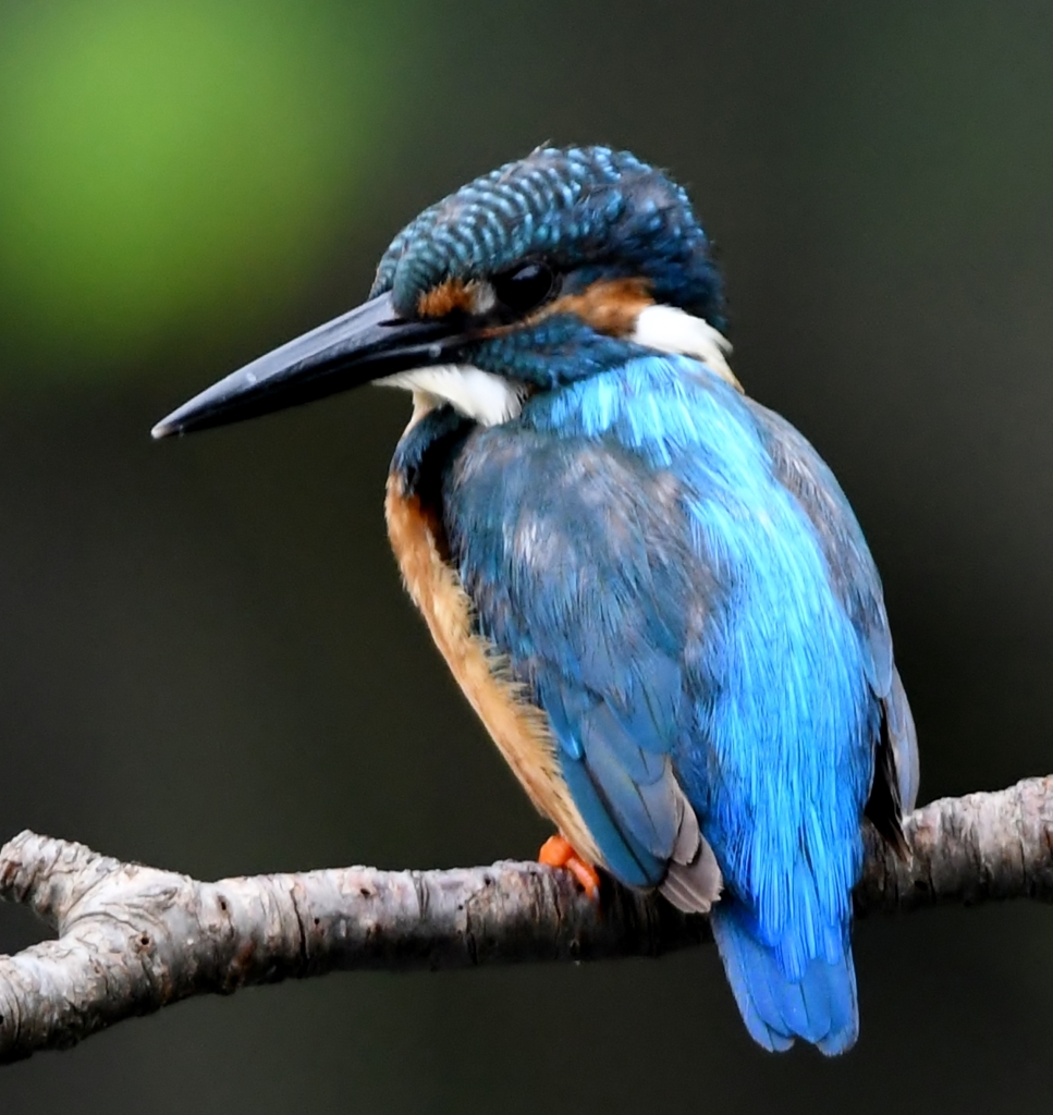 ブルーライン (''◇'')ゞ。