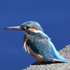 ブルーにはブルーも合いますね。