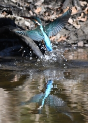 Diving scene of today's kingfisher