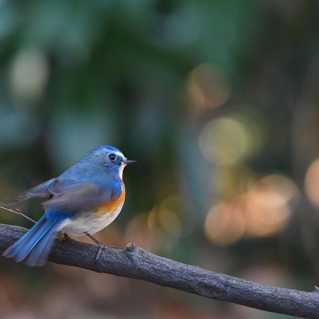 ルリビタキ !(^^)!