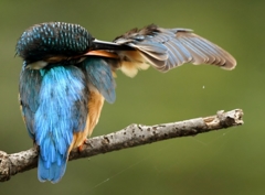 カワセミブルー !(^^)!。