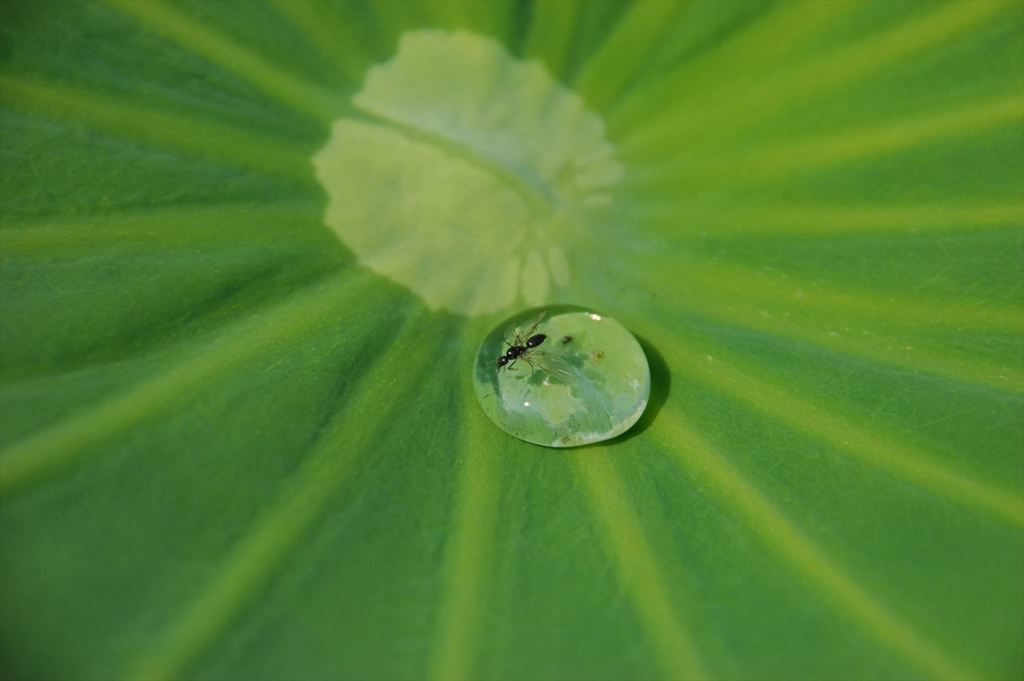 水浴びは溺れない程度にしましょう ～ (-"-;A ...アセアセ。