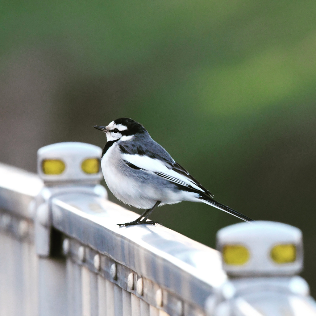 ハクセキレイ (^3^)/