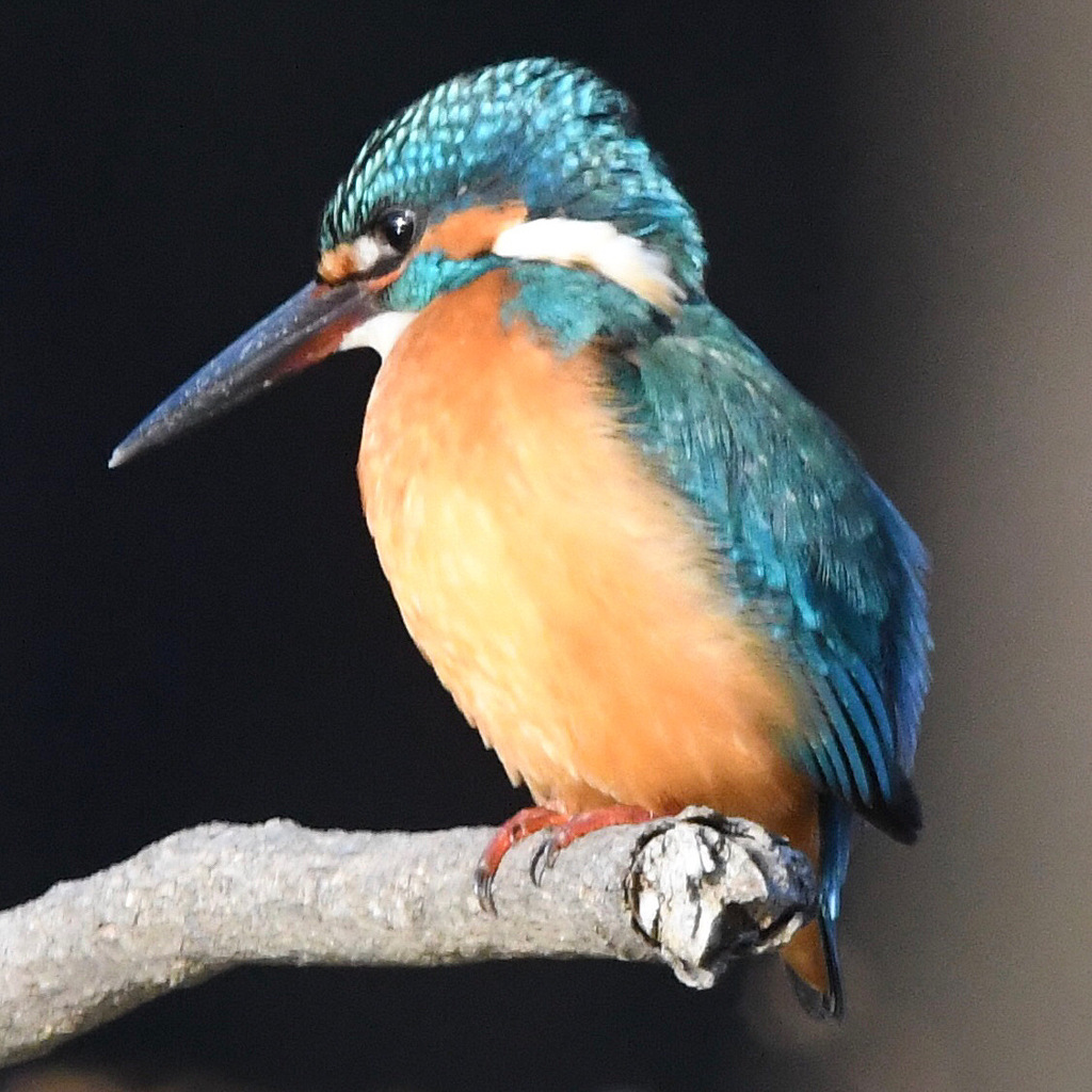 カワセミ (''◇'')ゞ