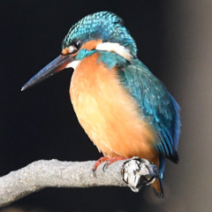 カワセミ (''◇'')ゞ