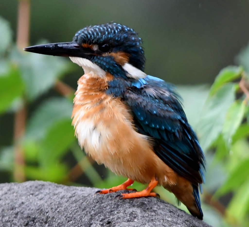 食欲の秋 (''◇'')ゞ ～ 予は満足じゃ  ～