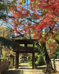 晩秋の中院 (๑･̑◡･̑๑)