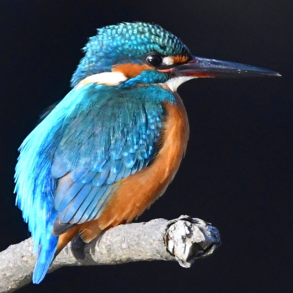 カワセミ (''◇'')ゞ