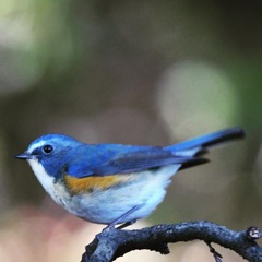 ルリビタキ （・◇・）/~~~