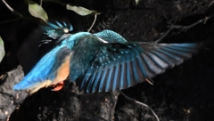 Hovering of the kingfisher ('◇')ゞ。