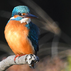 カワセミ (''◇'')ゞ