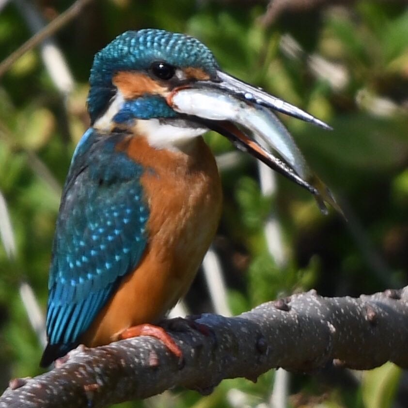 飲み込めなくて、ｱｾｱｾｱｾ。