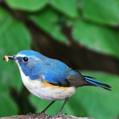 ルリビタキ (=^・^=)