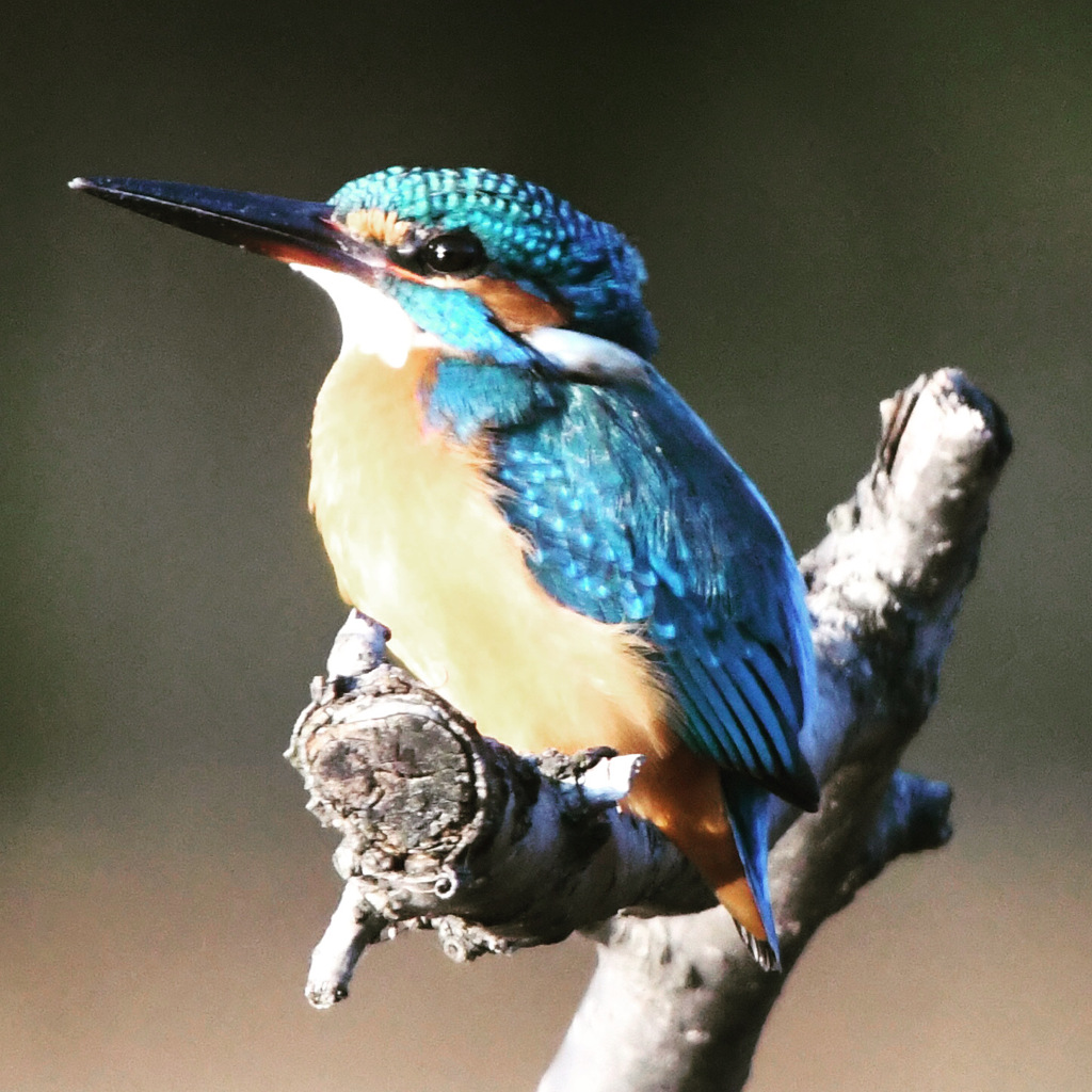 カワセミ ☆(^^)☆